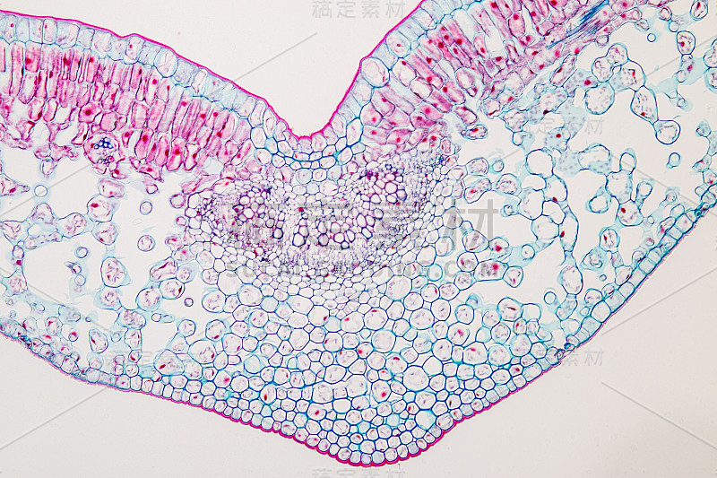课堂教学显微镜下植物叶片横切面。