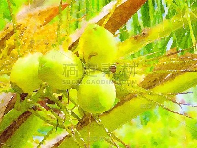 椰子树水彩画