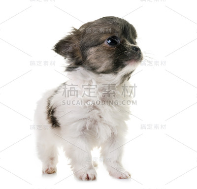 小狗吉娃娃