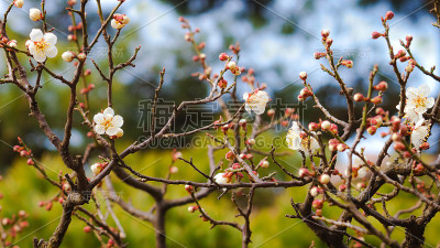 樱花
