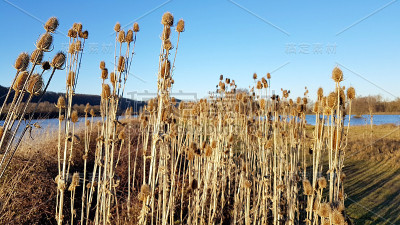 野生植物和湖泊