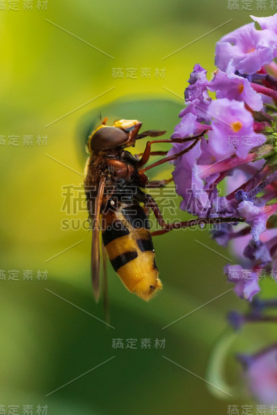 带状小卷草、大黄蜂仿照食蚜蝇，近距离传粉