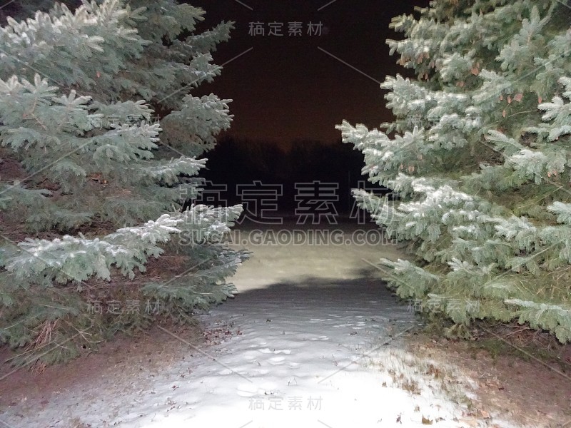 松树上的雪