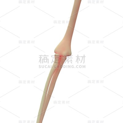 人体骨骼肘关节