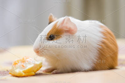 豚鼠
