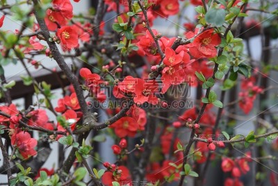 日本贴梗海棠的花朵