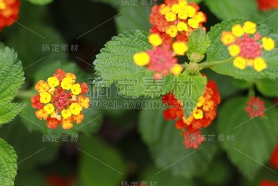 花自然叶色