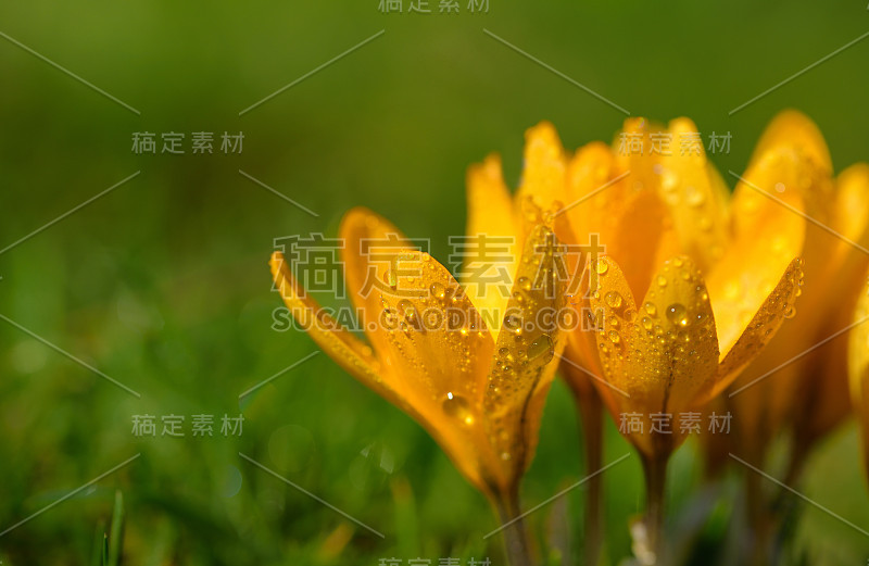 这是春天盛开的黄色番红花的特写，在绿色背景前仍然覆盖着水滴，并留有文字空间。