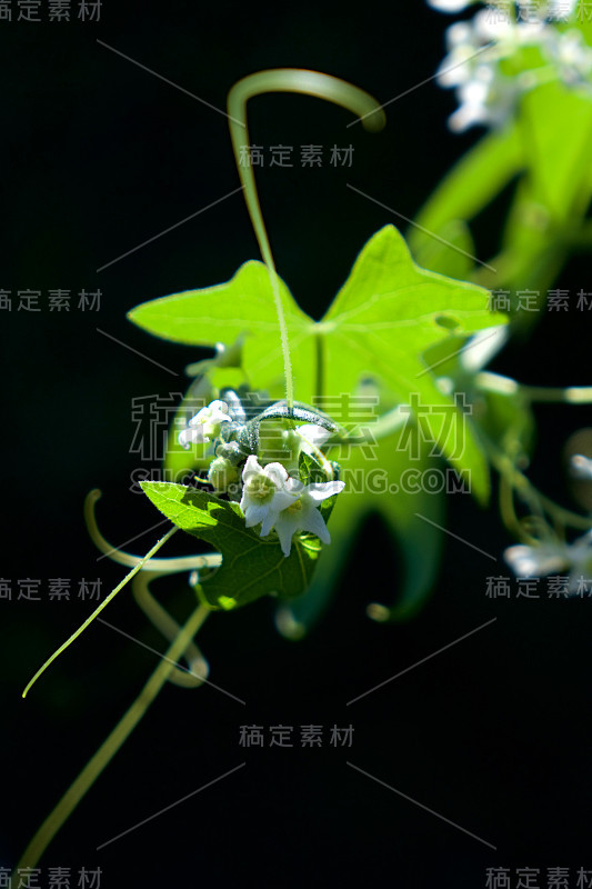 野生树人，加利福尼亚曼根，比格鲁特，愤怒，愤怒的法巴西亚，愤怒的法巴塞，Cucurbitaceae,