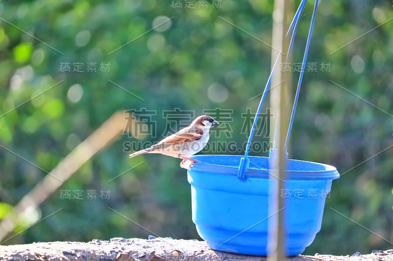 家麻雀栖息在一个蓝色的塑料碗上