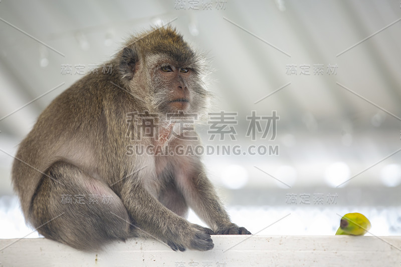 在圣湖大巴辛的野生猴子。