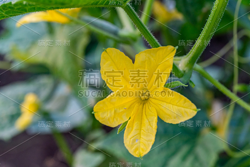 农场里种植的黄瓜都有完整的花和果实。