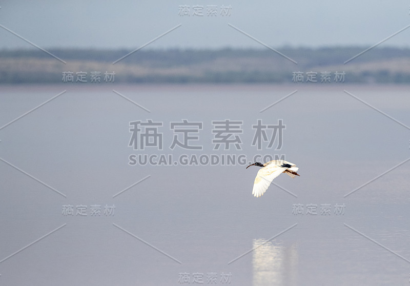 马达加斯加神圣宜必思 (Threskiornis bernieri bernieri)