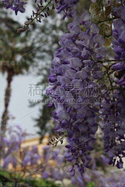美丽的夏天