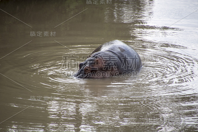 河马站在奈瓦沙湖，鼻子在水下