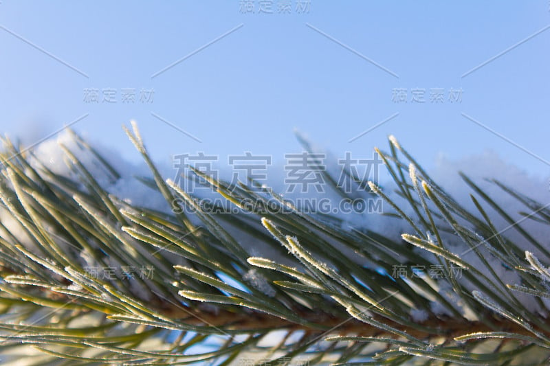 冷杉枝在蓝色的天空背景上的雪