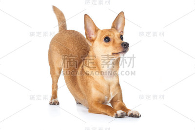 吉娃娃狗用屁股上的蝴蝶结乞讨
