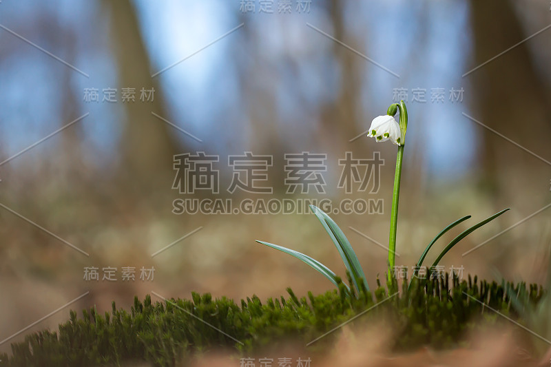 春季雪花，石蒜科多年生球茎开花植物，单朵白色花，花被片顶端有黄色或绿色标记。天门冬、石蒜科、石蒜科