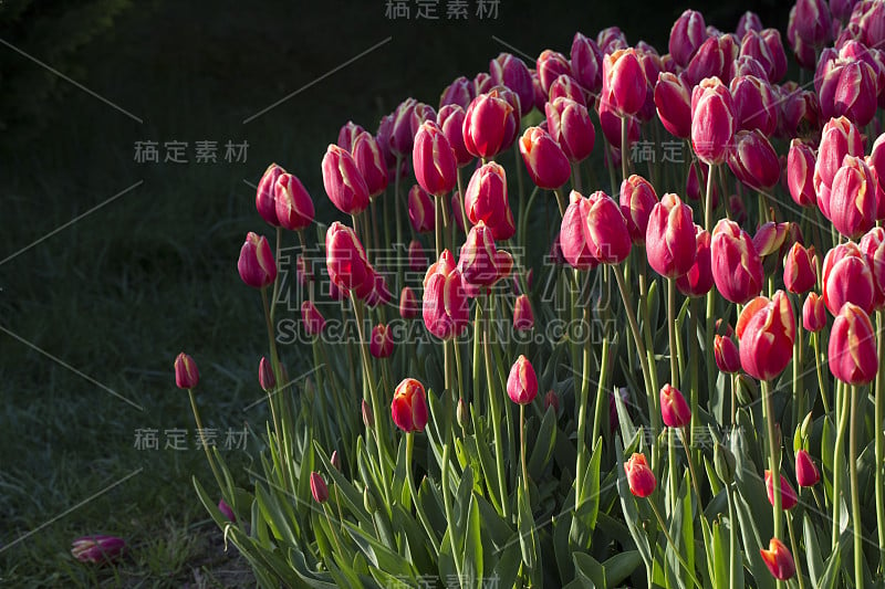 郁金香花的背景。在春天或夏天的阳光下观赏美丽的红色郁金香。