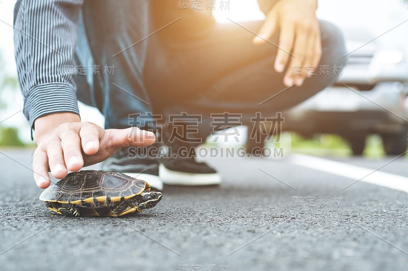 司机停车，帮助乌龟在路上。安全、小心驾驶理念