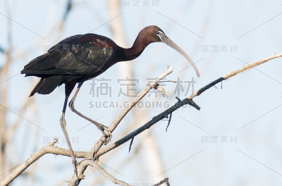 光滑的宜必思