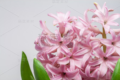 近距离拍摄的风信子花。