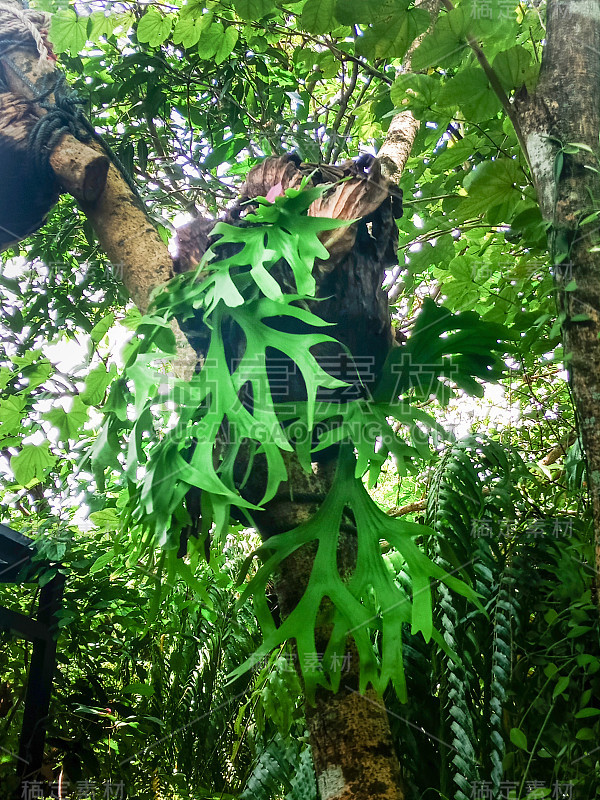 泰国的一种蕨类植物