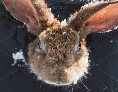 复活节的肖像，棕色的兔子在雪地里