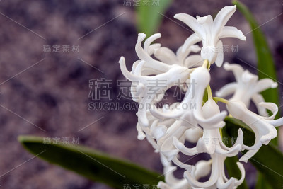 近距离拍摄的风信子花