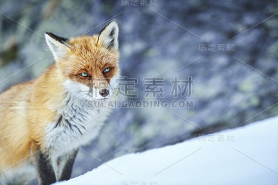 冬天的红狐。狐狸在雪地上。Vulpes Vulpes。