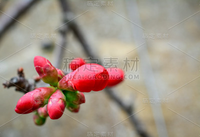 木瓜。红色的花。一种开花Cydonia (Chaenomeles speciosa)植物的特写