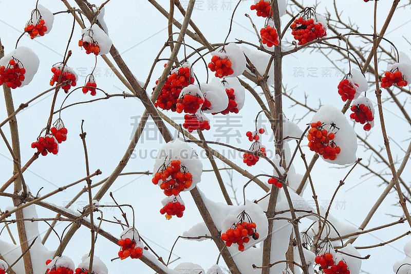 冬天，成熟的荚蒾挂在雪地下的树枝上