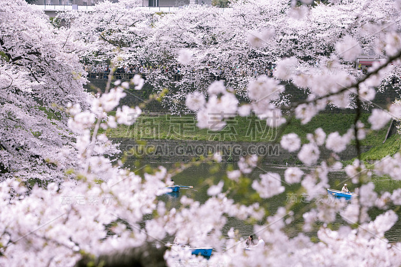 樱花