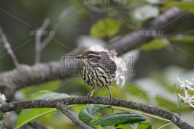 北部Waterthrush