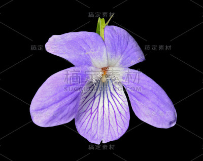 野紫罗兰花
