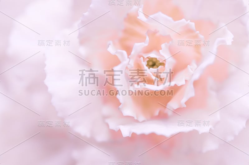 摘要花背景，淡粉色康乃馨花。宏图花卉背景假日品牌设计