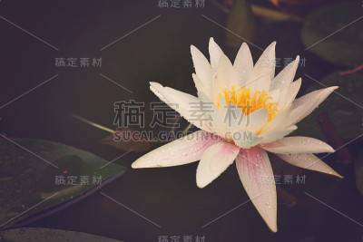 睡莲湖