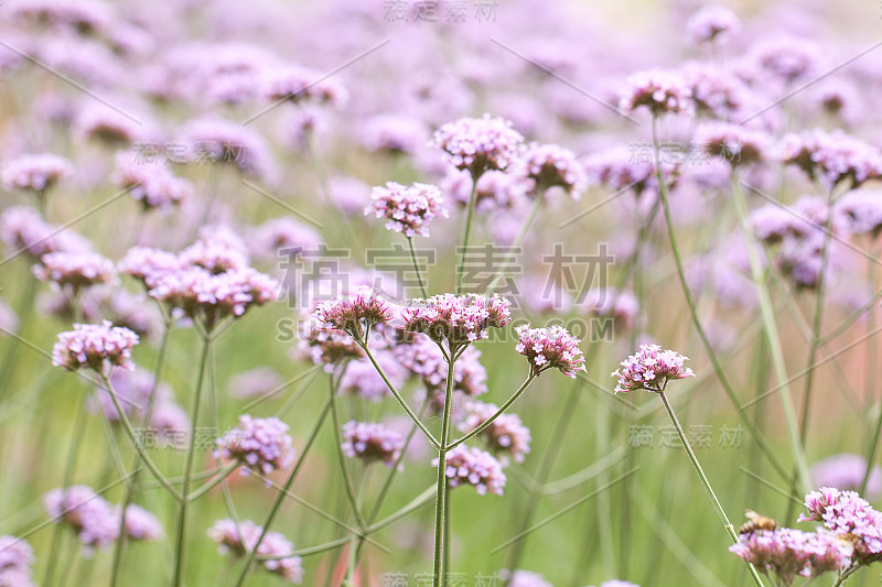 夏日公园或花园里盛开的马鞭草