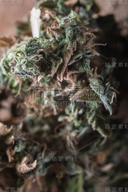 蓬勃萌芽大麻近了。毛状体是可见的。垂直方向