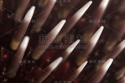 海胆脊柱，西格尔-斯塔赫伦（斯帕雷奇努斯颗粒）