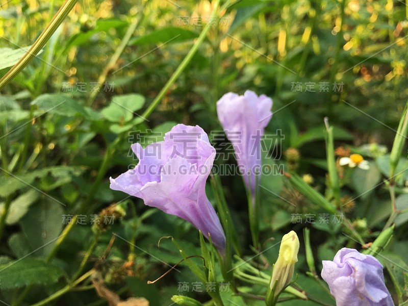 花园里有紫色的花