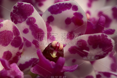 兰花