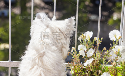 Westie向下看