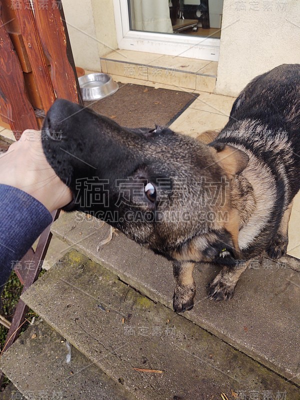 德国牧羊犬幼小的小狗与人的手玩耍。