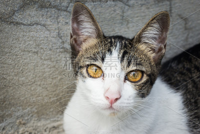 家猫