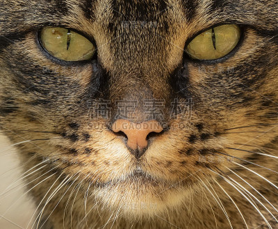 家猫的特写肖像