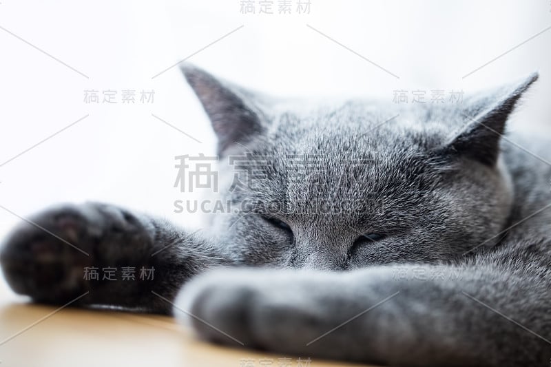 小可爱的猫睡在木地板上。英国短毛猫