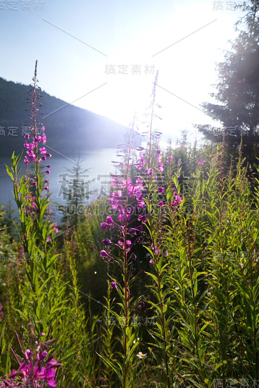 美丽的山景与粉红色的Chamaenerion背景，拉库尔维德拉，罗马尼亚”n