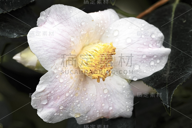 日本茶花(Camellia japonica L.)珍妮弗·特恩布尔的山茶科