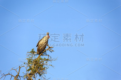 非洲秃鹰